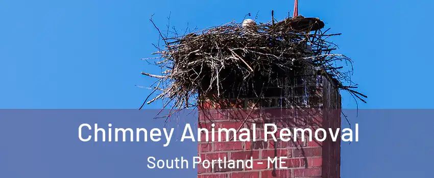  Chimney Animal Removal South Portland - ME