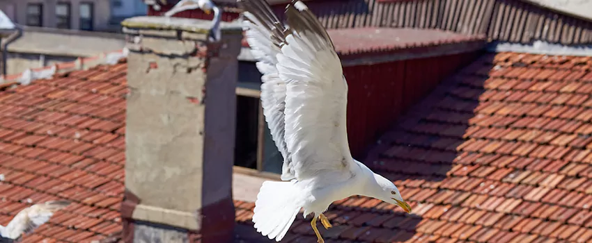 Residential Chimney Animal Removal Solution in South Portland, ME