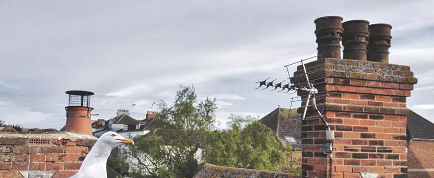 Chimney Cleaning And Restoration in South Portland, Maine
